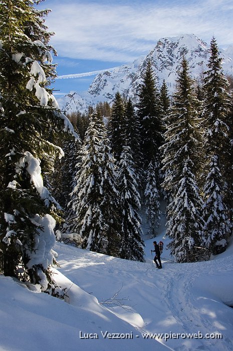 01-ABETI SULLA STRADA PER IL LAGO DEL PRATO.jpg